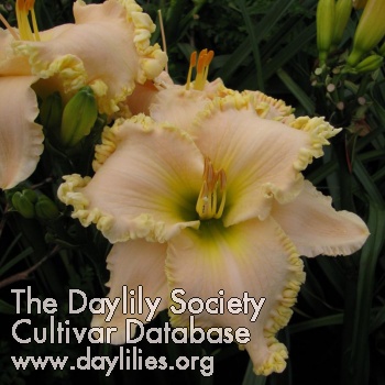 Daylily Browns Ferry Royalty